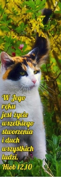 Zakładka laminowana